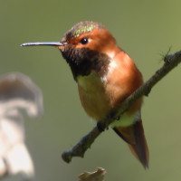 Allen's Hummingbird